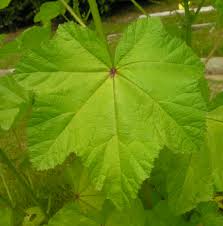 Image result for Malva verticillata