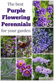 Purple Perennial Flowers 24 Brilliant Choices For Gardens Purple Perennials Small Flower Gardens Purple Flowers Garden