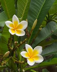 Image result for Plumeria rubra