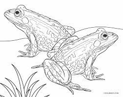 Browse our free frog coloring sheets stock. Free Printable Frog Coloring Pages For Kids