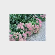 Det skal understreges, at planten ikke har behov. Sedum Hybrid Herbstfreude Sankthansurt Stauder My Garden