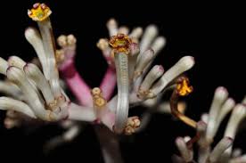 Image result for Chassalia parvifolia