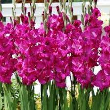 Gladiolus Grandiflorus Groep Sugar Plum Gladiolus Gladiolus Flower Gladiolus Bulbs