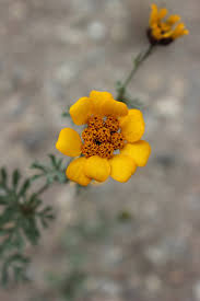 Image result for Dyssodia