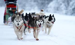 Skagway Dog Sledding Helicopter Tour Book Alaska Tours