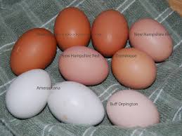 Uncategorized Coloredeggs Welsummer Egg Color Chart