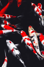 Aesthetic Black And White Koi Fish Wallpaper Koi Print Oriental Art Koi Art Oriental Print Koi Etsy Koi Art Japanese Koi Koi