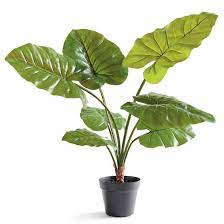 Elephant Ear Plant Grandin Road Elephant Ear Plant Elephant Plant Big Leaf Plants