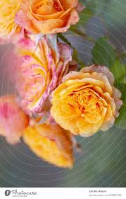 Juicy orange cut in two parts and neroli, flowers of orange tree, on rustic wood background juicy orange cut in two parts and neroli, flowers of orange tree, on rustic wood background. Happy Birthday Photocase For The 19th Birthday Roses For A Special Day A Royalty Free Stock Photo From Photocase