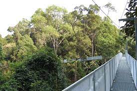 Rest your eyes with the lush greenery accompanied by the sound of the flowing, cool river. Walk Among Giants Review Of Tree Top Walk Sungai Sedim Kedah Malaysia Tripadvisor
