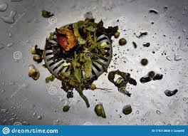 stainless sink, rotten wet vegetables