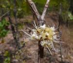 Image result for Brachystegia gossweileri