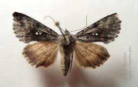 Image result for Syngrapha interrogationis