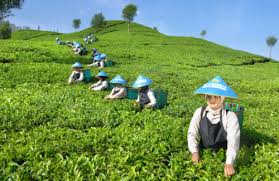 Untuk dapat masuk ke area kebun teh, pengunjung diharuskan membayar tiket masuk seharga rp3.500. Pt Perkebunan Nusantara Viii