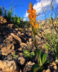 Image result for Satyrium confusum