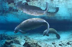 Los triquéquidos (trichechidae) pertenecen a la familia de mamíferos placentarios del orden sirenia. Florida Manati Bestand Erholt Sich Langsam Und Zieht Nordwarts Tauchjournal