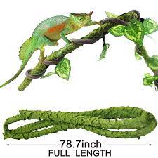 Veiled chameleons have prehensile tails. Best Plants For A Chameleon Cage Chameleon Safe Plants