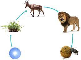 When you eat the stored energy inside that meat or plant, the energy passes. What Is A Food Chain Food Chains For Kids Dk Find Out