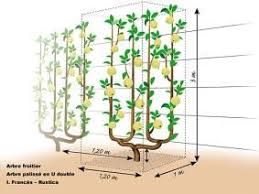Qu Est Ce Qu Un Arbre Palisse En Double U Arbre Fruitier Jardin Fruitier Taille Arbre Fruitier