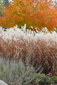 Image result for Miscanthus violaceus