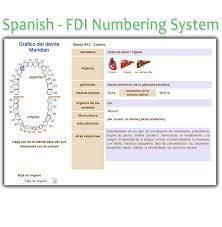 spanish tooth chart fdi numbering system interactive