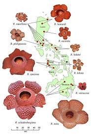 Rafflesia Of The Philippines Flora Tanaman