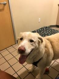 Maybe you would like to learn more about one of these? Healthy Pets Veterinary Hospital 45 Photos 128 Reviews Veterinarians 373 W Portal Ave West Portal San Francisco Ca Phone Number