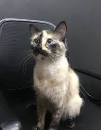Kahraman Kedi Merdivenlerden Dusmek Uzere Olan Bebegi Kurtardi
