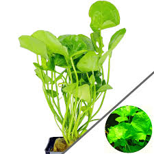 Image result for Nymphoides