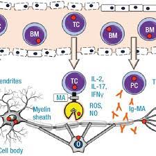 También conocida como enfermedad de lou gehrig. Patogenesis De La Esclerosis Multiple Bbb Blood Brain Barrier Tc T Download Scientific Diagram