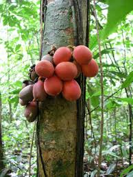 Image result for Englerophytum natalense