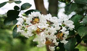 Buy crape myrtle trees and shrubs online with delivery right to your door. How To Care For Crape Myrtle Lakeland Yard And Garden