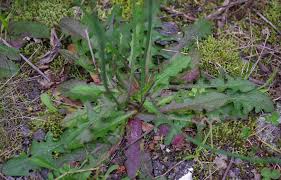 Image result for Hypochaeris
