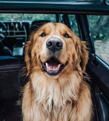 Golden Retriever 3 I Would Get One Female Name Her Dottie Go For Runs With Her Hikes Etc It Would Be Awesome 3 G Golden Retriever Perros Perros Lindos