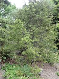 Image result for Phyllocladus trichomanoides