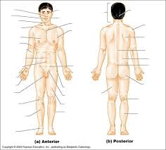 human skeleton diagram blank blank regions diagram