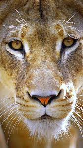 Lioness Face Google Search Big Cats Wild Animals Photography Animal Books