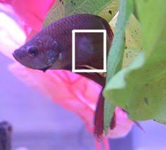 Betta Cotton Wool Disease Betta Fish Betta Fish Care Betta