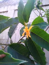 Pollen dan nektar sangat penting untuk kehidupan lebah dan hanya dihasilkan oleh bunga dan adapun nektar ekstra floral yang dihasilkan oleh ketiak daun muda. Mari Kita Lestarikan Bunga Bunga Cempaka Halaman All Kompasiana Com