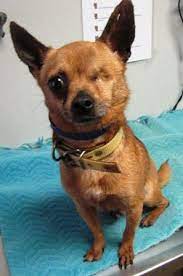 Pin By Cynthia Jardon On Don T Shop Adopt Animal Shelter Animals Pets