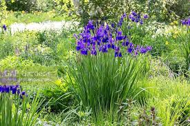 Maybe you would like to learn more about one of these? Iris Sibirica Caesa Stock Photo By Christa Brand Image 1421852