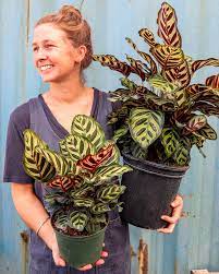 Calathea Makoyana Peacock Plant Peacock Plant Plants Calathea