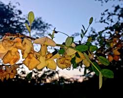 Image result for Ormocarpum trichocarpum