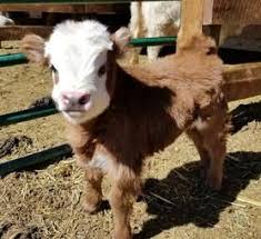 There are 3029 miniature cow for sale on etsy, and they cost $8.40 on average. Pin On Farm