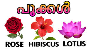 It was borrowed from the name of a genus that houses different species of delicate and charming flowers commonly used in. Learn Names Of Flowers Flowers Names With Pictures Vocabulary Malayalam Educational Video Youtube