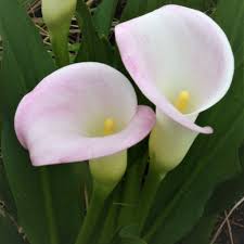 Image result for Zantedeschia rehmannii