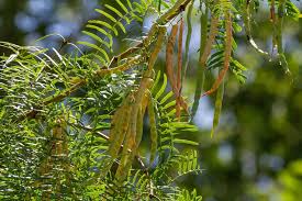 Image result for Prosopis glandulosa