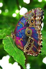 Magnifique papillon