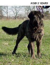 Fluffy English Mastiff English Mastiff Mastiffs Dog Breeds