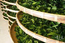 dao 49003 台灣茶 高山烏龍茶 高山茶 採茶 農業 農作物 茶園 茶葉 室內萎凋 茶葉製程 tea room herbs food photography